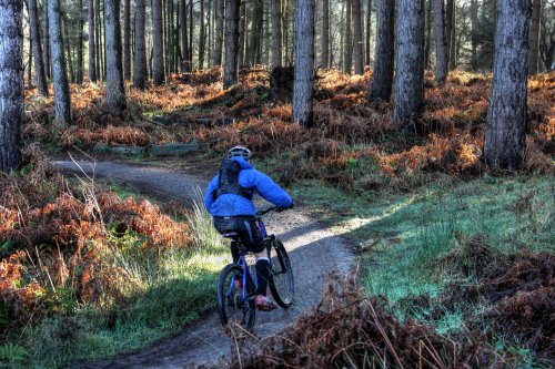 Cannock Chase