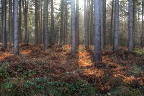 Cannock Chase