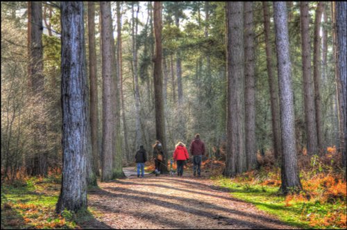 Cannock Chase Country Park