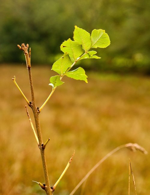 Twig and leaves