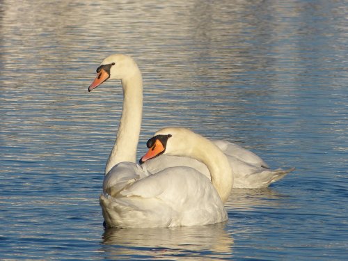 Swans at Ludham Bridge
