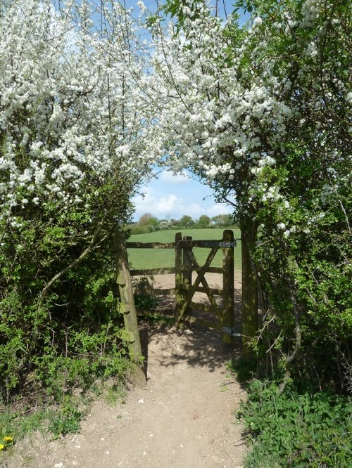 Field Gate with Blackthorn