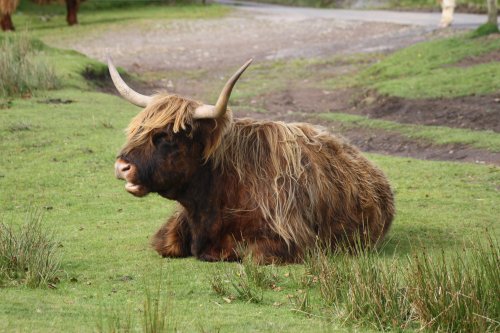 Highland cow on Exmoor, Somerset