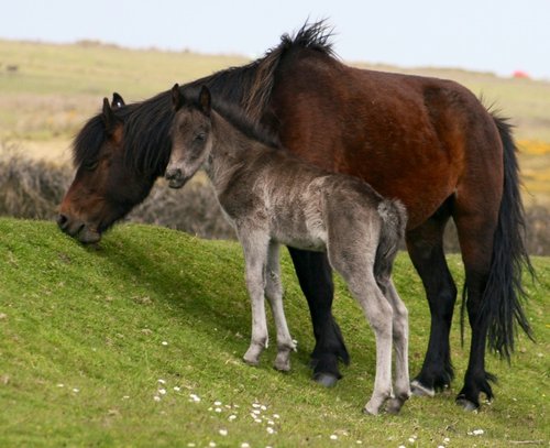 Dartmoor ponies