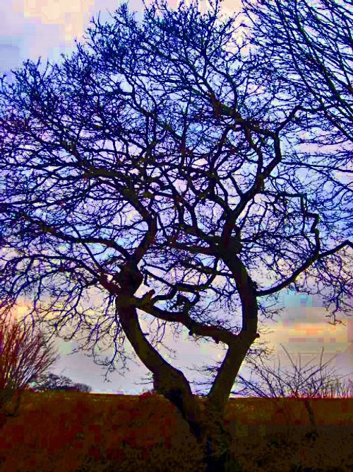 'TreeAffinity' - Saviour