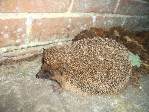Hedgehog on farm near Marden, Kent
