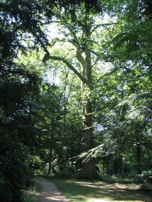 Walking Path - Tree (1) - Lacock Abbey Grounds - July, 2008