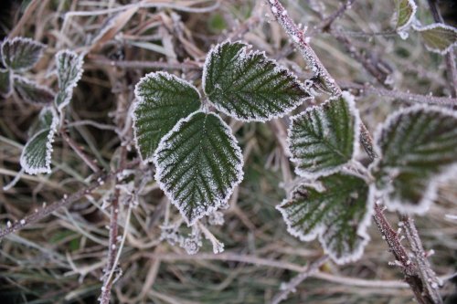 frosty leaf
