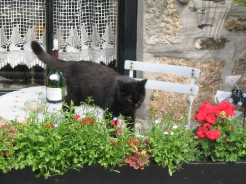 Cat's Night Out in Mousehole - June 2003