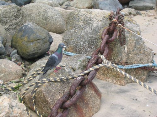 Pigeon in Mousehole - June 2003