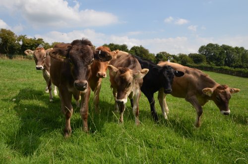 Nosey Cows! Chipping Norton