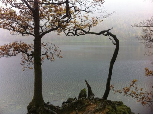 Trees around Buttermere, Cumbria