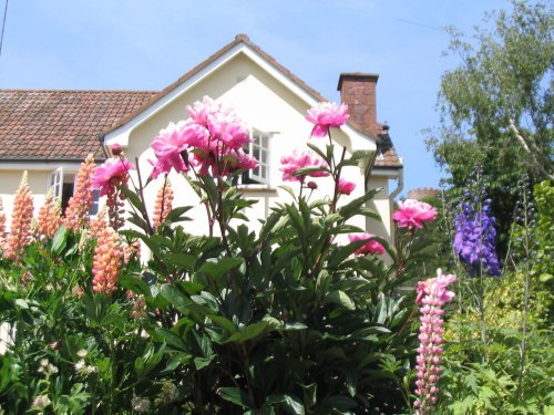 Dunster - Cottage & Garden - June 2003