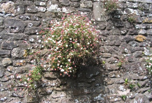 Dunster - Wild Flowers in Garden Wall - June 2003