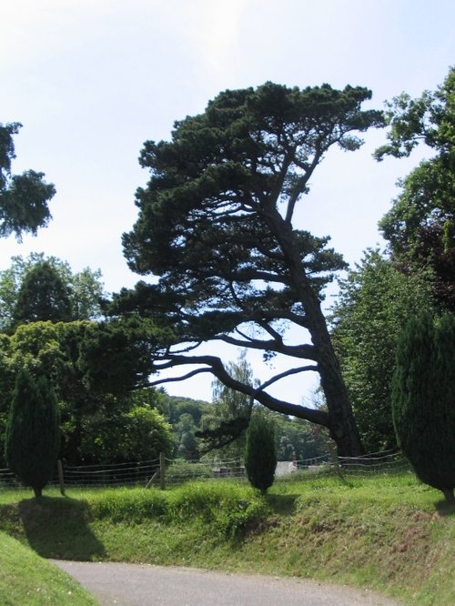 Tree in Dunster - June 2003