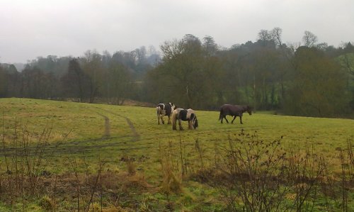 Horses content with the Romsley winter
