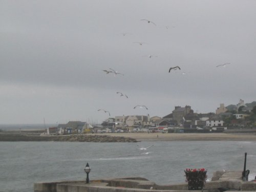 Lyme Regis Seagulls - June 2003