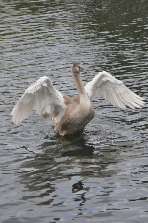 Signet Mute Swan