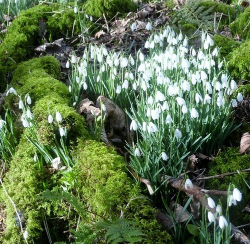 Otterhead lakes and snowdrops