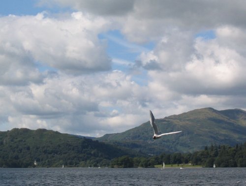 Seagull over Lake Windermere (7) - August 2007