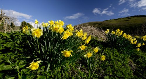 Village Daffodils