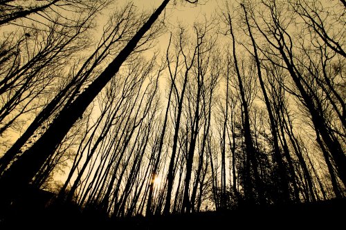 in the woods at swindon