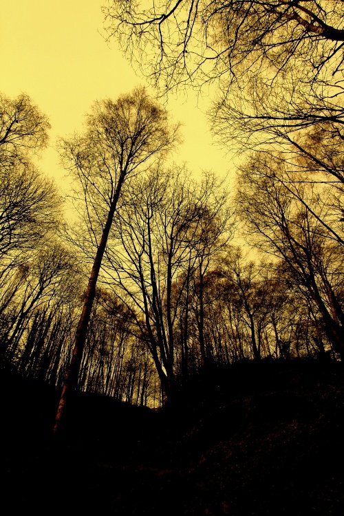 in the woods at swindon