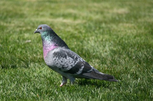 Feral Pigeon at Birtley