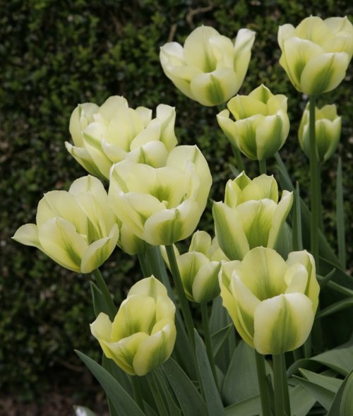 Cream Tulips