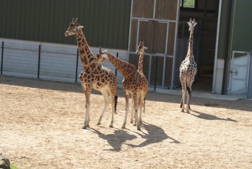 Yorkshire Wildlife Park, Doncaster, South Yorkshire