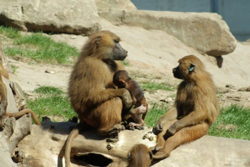 Yorkshire Wildlife Park, Doncaster, South Yorkshire