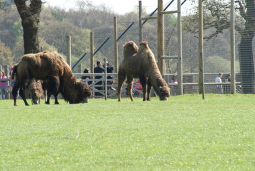 Yorkshire Wildlife Park, Doncaster, South Yorkshire