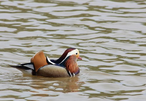 It Was Meant to be a Kingfisher