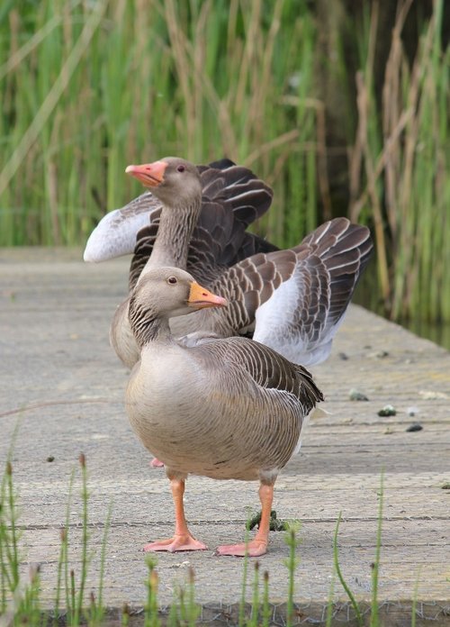 Dipping Pond Visitors