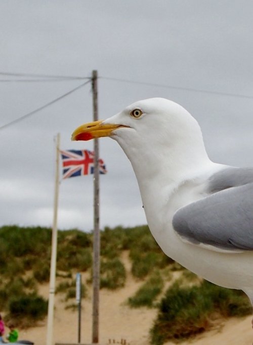 A British Bird at Camber Sands