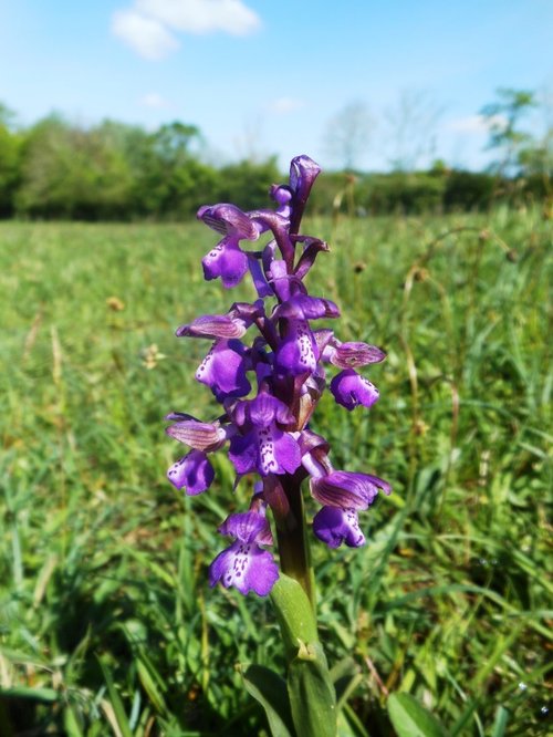 Green-winged orchid, Draycote Meadows