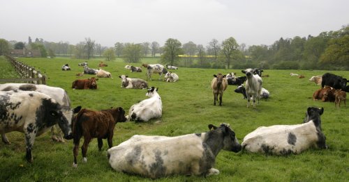 Rutland County Cows