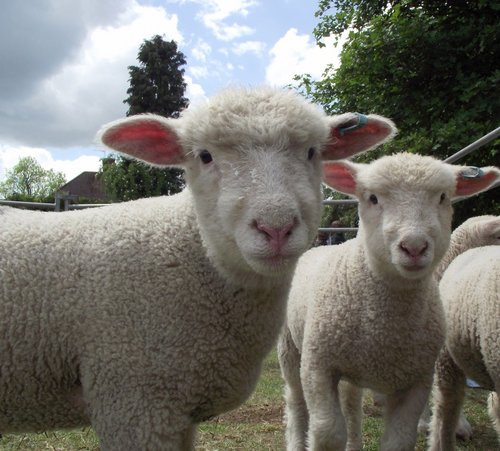 Farm day at the infant school