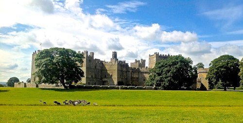 The deer of Raby Castle
