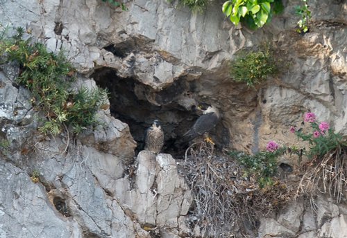 Maybe I will Fly Tomorrow, Tidenham.