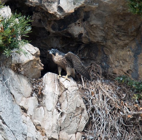 Nearly Ready to Fly, Tidenham.