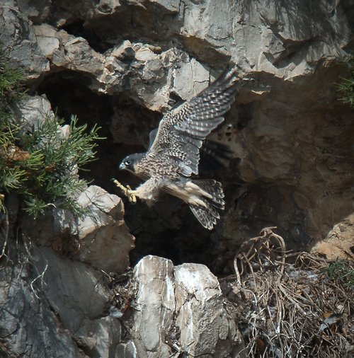 Off the Ground, Tidenham.