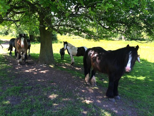 Horses Enjoying the Shade in Fields near Malvern Park,Solihull
