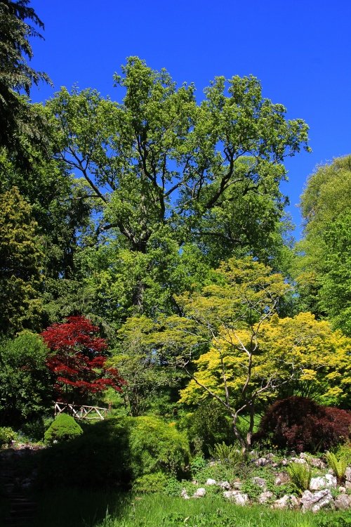 The Weir Gardens (National Trust).