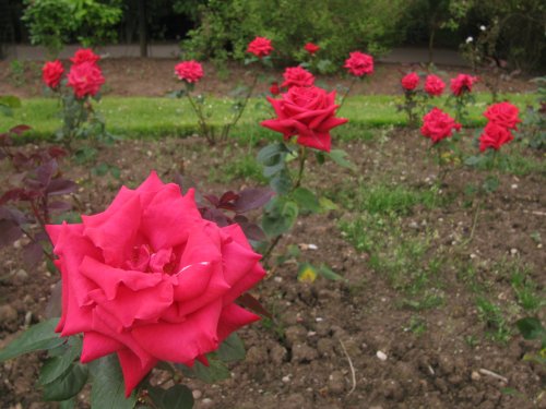 National Trust Roses