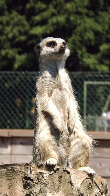 I'm in charge,Yorkshire Wildlife Park