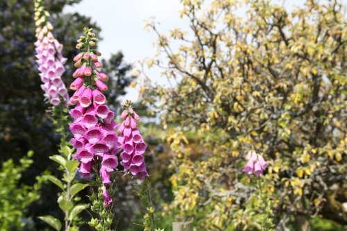 Foxgloves at Greys Court