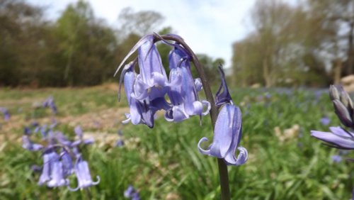 Bluebells in Park Wood, Rossington