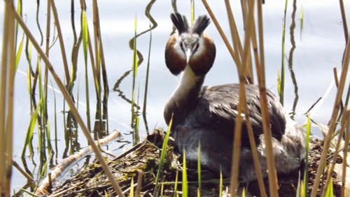 Nesting Grebe at Doncaster Lakeside
