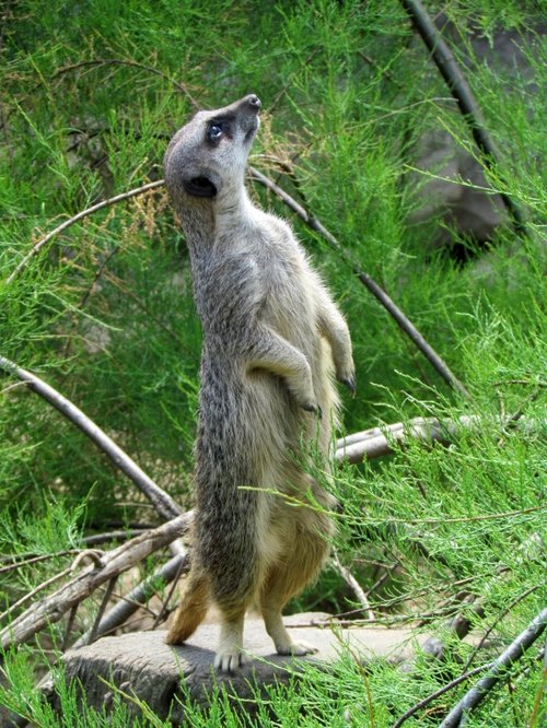 Meercat on look out